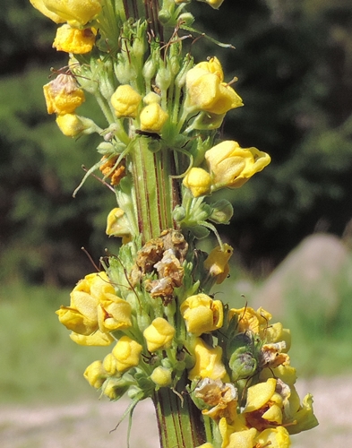 Alto da identificare - Verbascum sp.